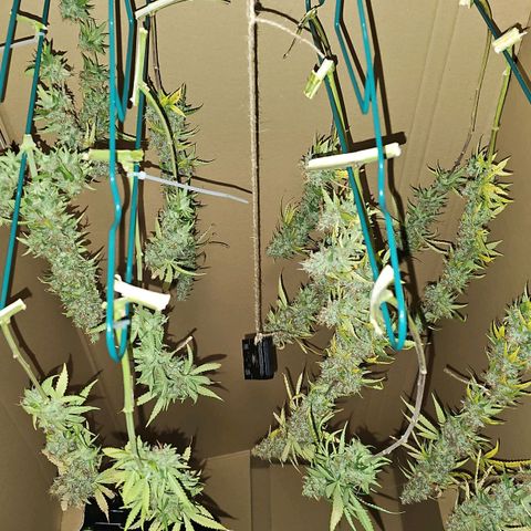 Gorilla Zkittlez growlog timeline photo