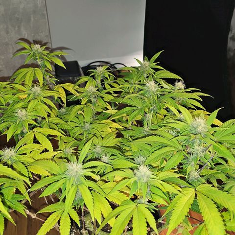 Tropicanna Poison F1 growlog timeline photo