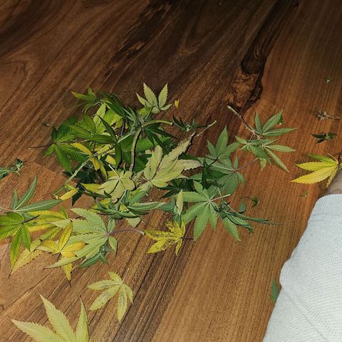 Tropicanna Poison F1 growlog timeline photo
