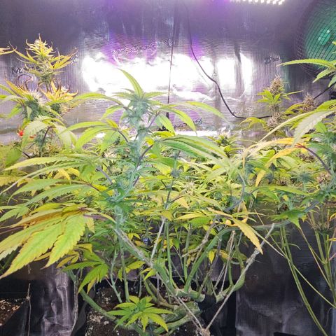 Tropicanna Poison F1 growlog timeline photo