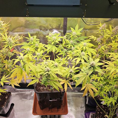 Tropicanna Poison F1 growlog timeline photo