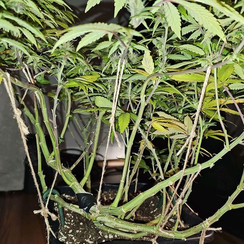 Tropicanna Poison F1 growlog timeline photo