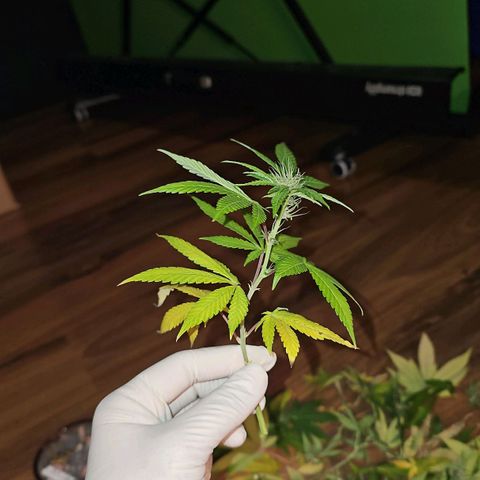 Tropicanna Poison F1 growlog timeline photo
