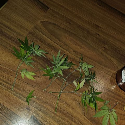 Tropicanna Poison F1 growlog timeline photo