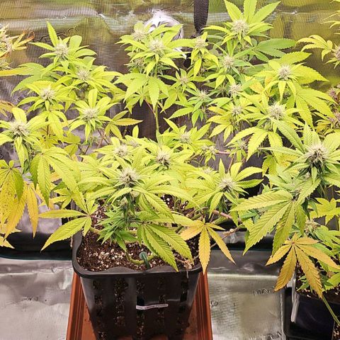 Tropicanna Poison F1 growlog timeline photo