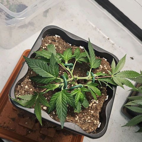 Tropicanna Poison F1 #2 growlog timeline photo