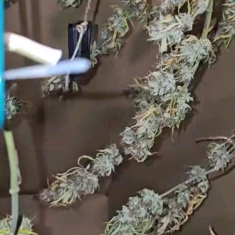 Gorilla Zkittlez growlog timeline photo