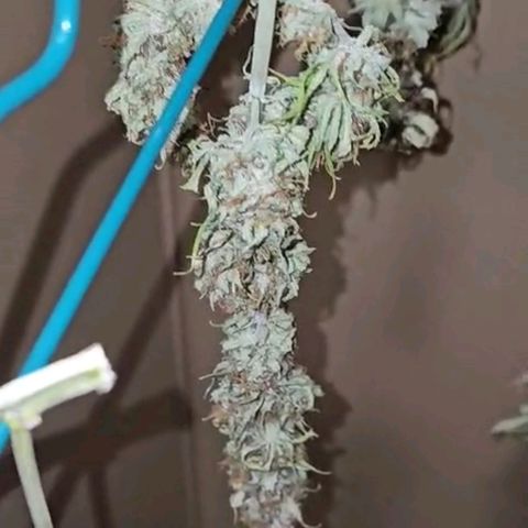 Gorilla Zkittlez growlog timeline photo