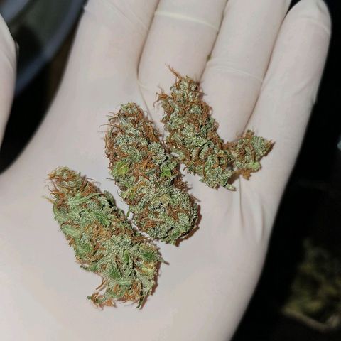 Gorilla Zkittlez growlog timeline photo