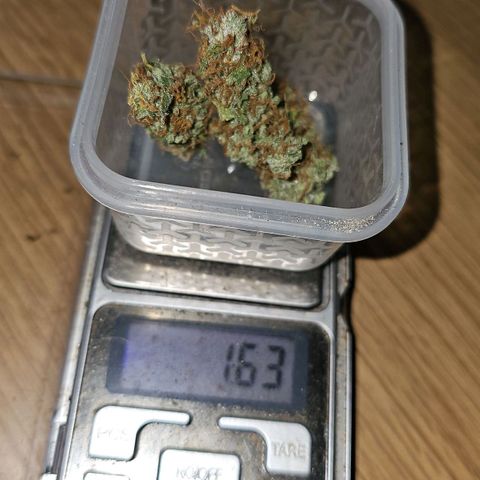 Gorilla Zkittlez growlog timeline photo