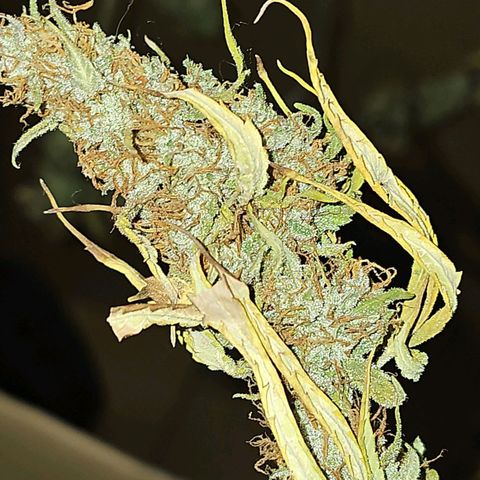 Gorilla Zkittlez growlog timeline photo