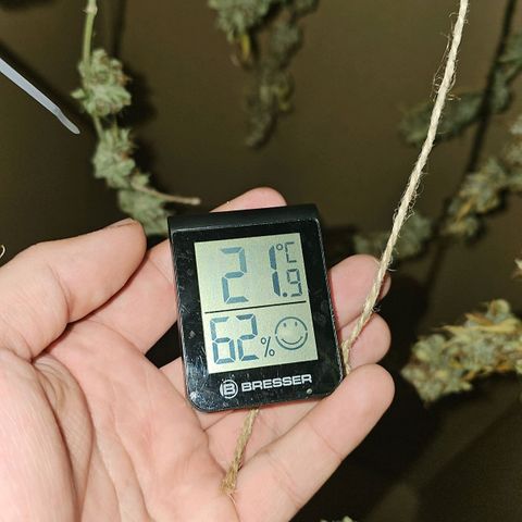 Gorilla Zkittlez growlog timeline photo