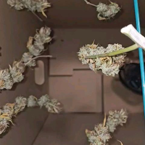 Gorilla Zkittlez growlog timeline photo