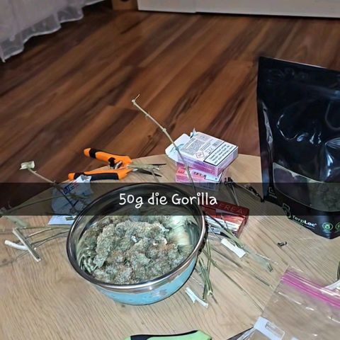 Gorilla Zkittlez growlog timeline photo