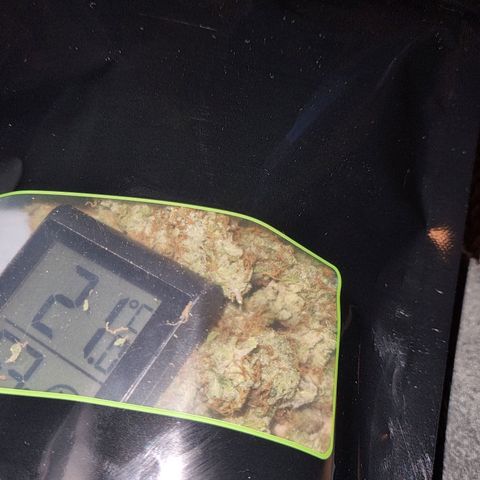 Gorilla Zkittlez growlog timeline photo