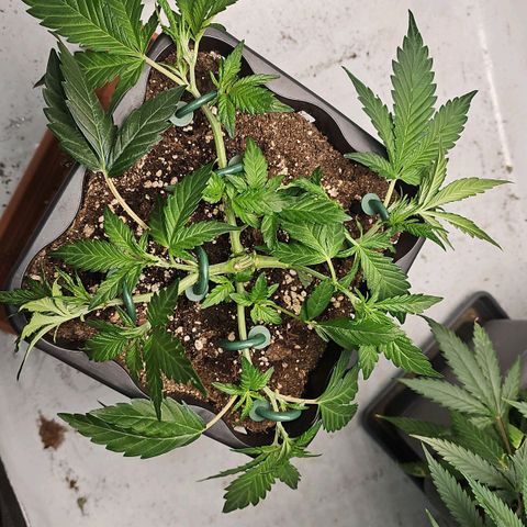 Tropicanna Poison F1 #2 growlog timeline photo