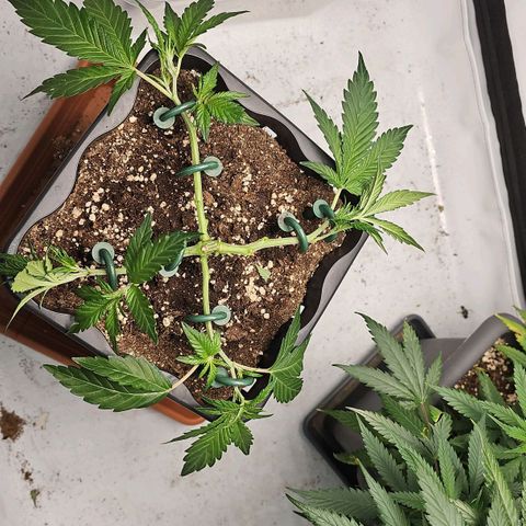 Tropicanna Poison F1 #2 growlog timeline photo