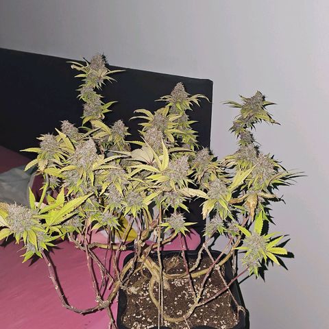 Tropicanna Poison F1 growlog timeline photo