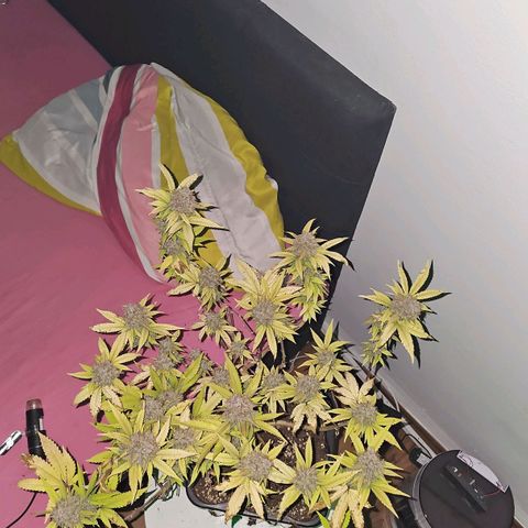 Tropicanna Poison F1 growlog timeline photo