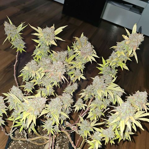 Tropicanna Poison F1 growlog timeline photo