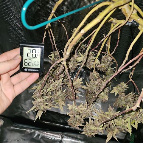 Tropicanna Poison F1 growlog timeline photo