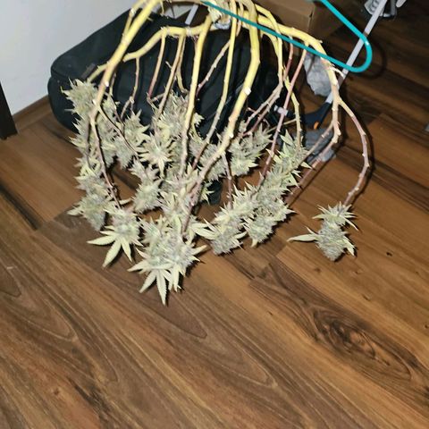 Tropicanna Poison F1 growlog timeline photo