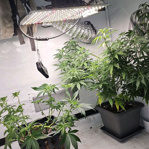 Tropicanna Poison F1 #2 growlog timeline photo