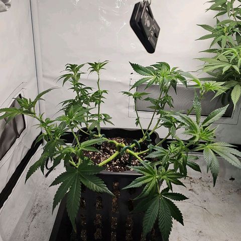 Tropicanna Poison F1 #2 growlog timeline photo