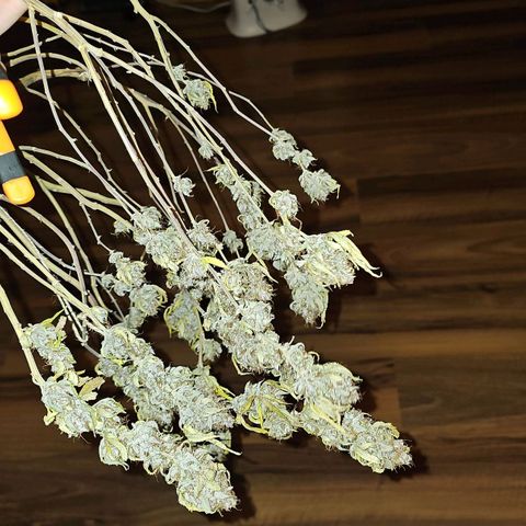 Tropicanna Poison F1 growlog timeline photo