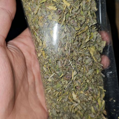 Tropicanna Poison F1 growlog timeline photo