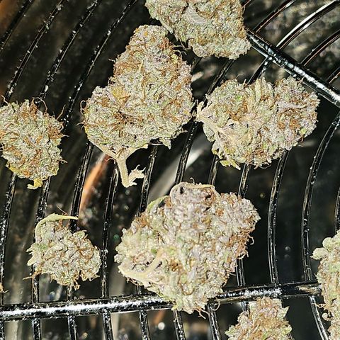 Tropicanna Poison F1 growlog timeline photo