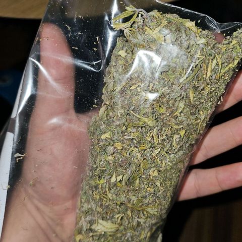 Tropicanna Poison F1 growlog timeline photo