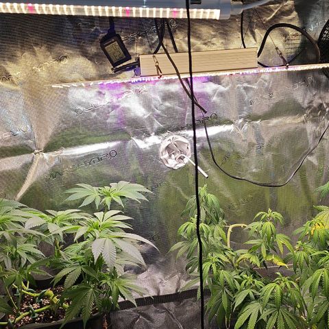 Tropicanna Poison F1 #2 growlog timeline photo