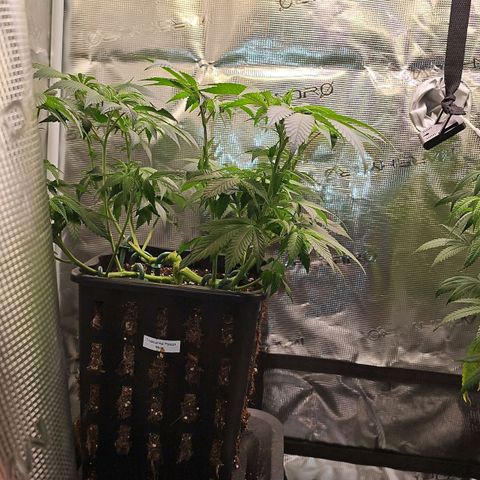 Tropicanna Poison F1 #2 growlog timeline photo