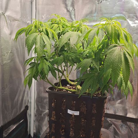 Tropicanna Poison F1 #2 growlog timeline photo