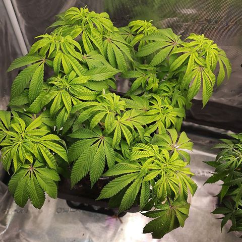 Tropicanna Poison F1 #2 growlog timeline photo