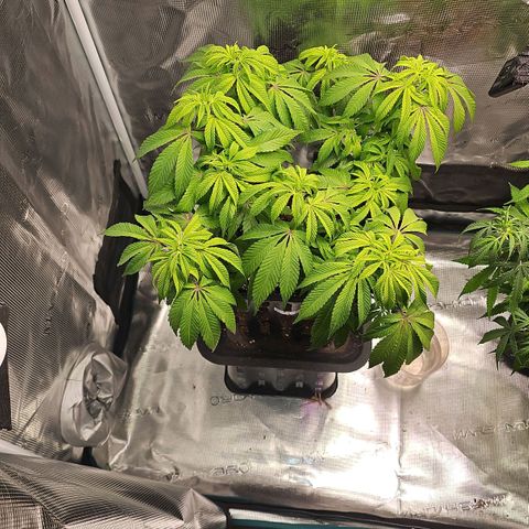Tropicanna Poison F1 #2 growlog timeline photo