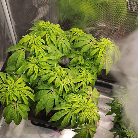 Tropicanna Poison F1 #2 growlog timeline photo