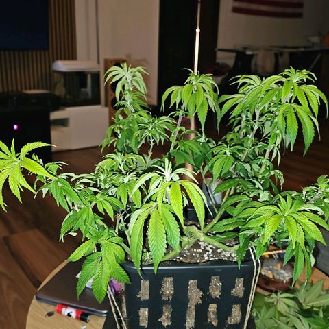 Tropicanna Poison F1 #2 growlog timeline photo