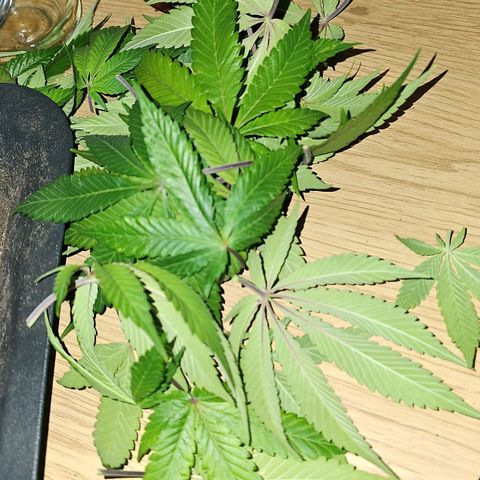 Tropicanna Poison F1 #2 growlog timeline photo