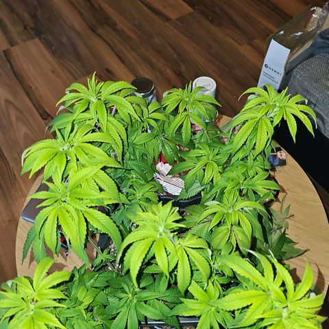 Tropicanna Poison F1 #2 growlog timeline photo