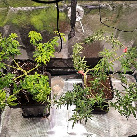 Tropicanna Poison F1 #2 growlog timeline photo