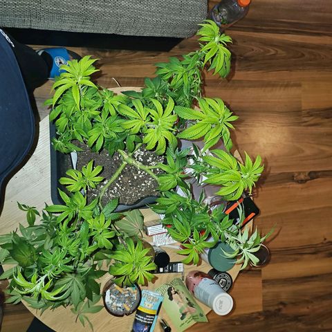 Tropicanna Poison F1 #2 growlog timeline photo
