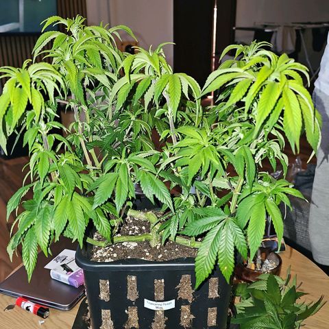 Tropicanna Poison F1 #2 growlog timeline photo