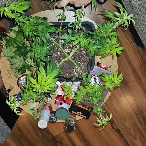 Tropicanna Poison F1 #2 growlog timeline photo