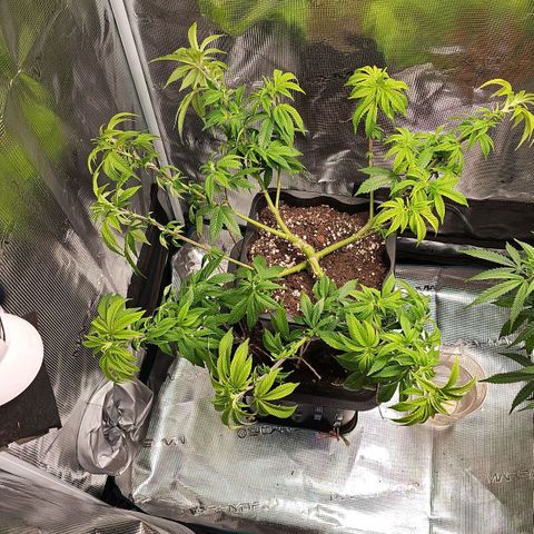 Tropicanna Poison F1 #2 growlog timeline photo