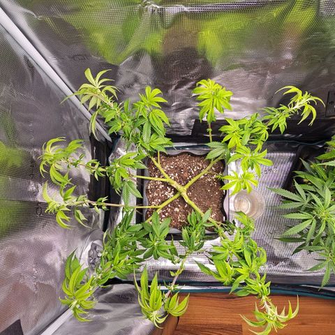 Tropicanna Poison F1 #2 growlog timeline photo