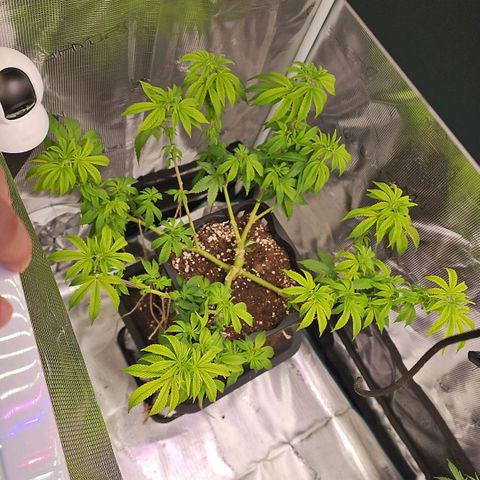 Tropicanna Poison F1 #2 growlog timeline photo