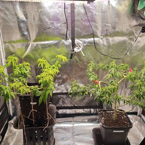 Tropicanna Poison F1 #2 growlog timeline photo