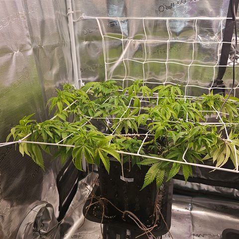 Tropicanna Poison F1 #2 growlog timeline photo
